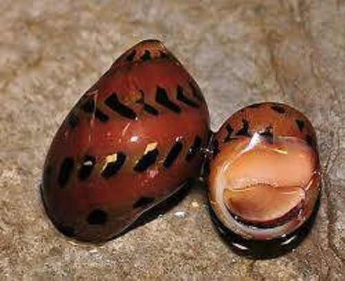 Neritina sp.red spotted snail